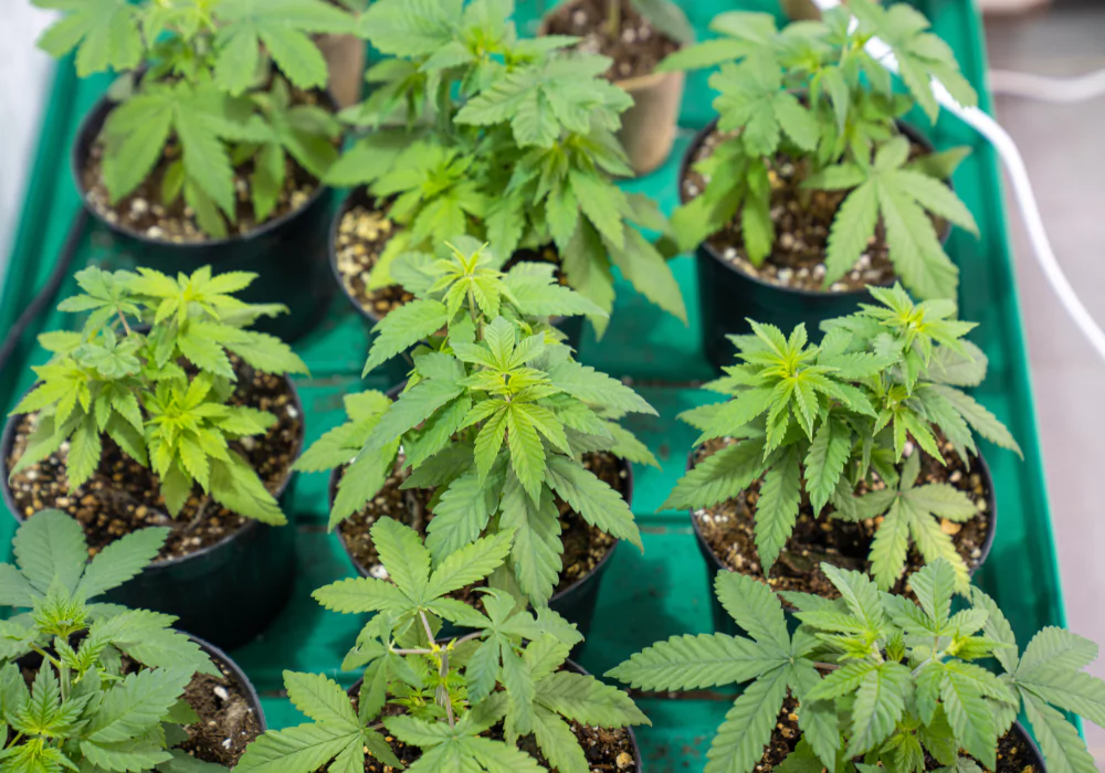 giving-tree-requirements-for-growing-marijuana-in-washington-dc