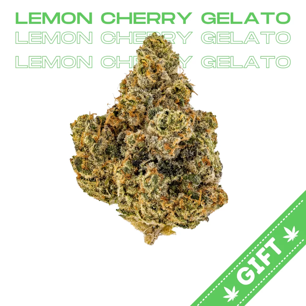 Giving Tree gifts Lemon Cherry Gelato an indica hybrid strain, with a sweet and tangy aroma with notes of citrus and cherry, which is complemented by a creamy and smooth smoke.
