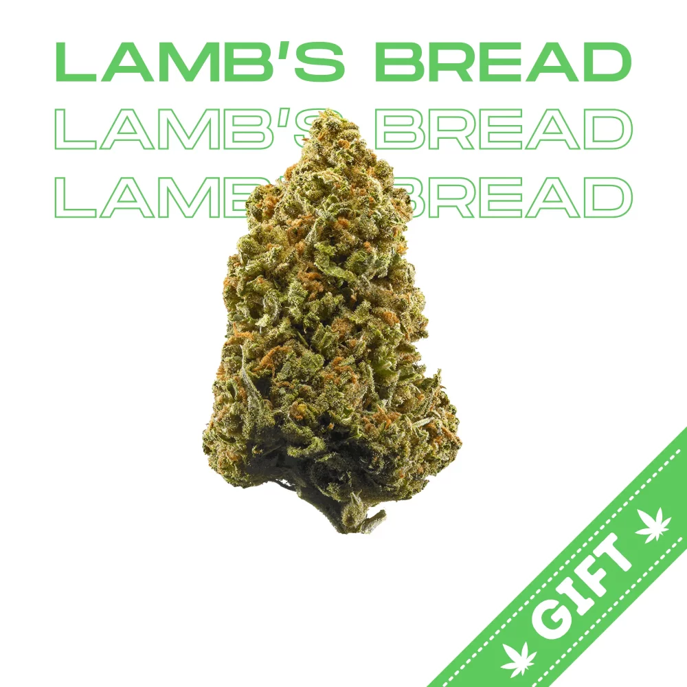 Giving Tree gifts Lamb's Bread, a Sativa strain of cannabis. It is known for its uplifting effects and distinctive flavor and aroma.