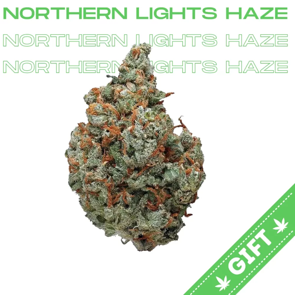 Giving Tree gifts Northern Light Haze, a sativa-dominant hybrid strain of cannabis. With a sweet and earthy aroma with hints of pine and citrus undertones.