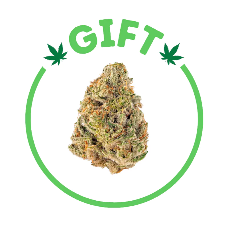 Giving Tree gifts Rolls Choice, a Sativa Hybrid strain of cannabis. It is known for its uplifting and euphoric mood boost