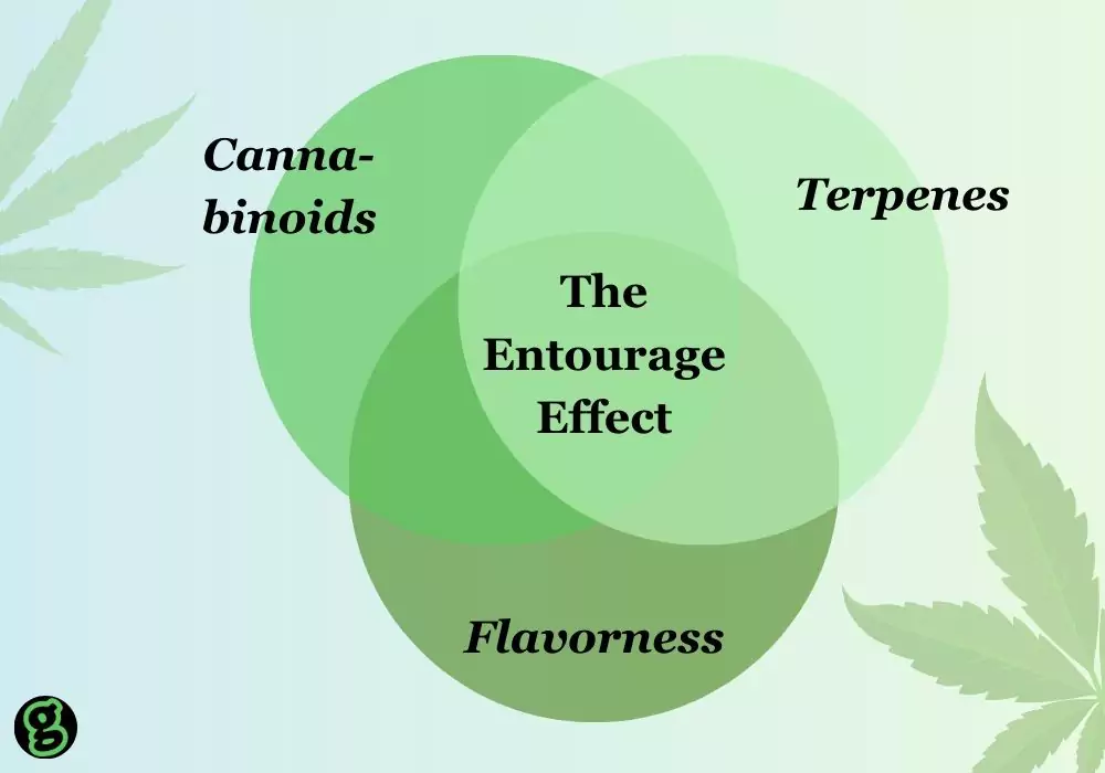 entourage-effect-of-cannabis