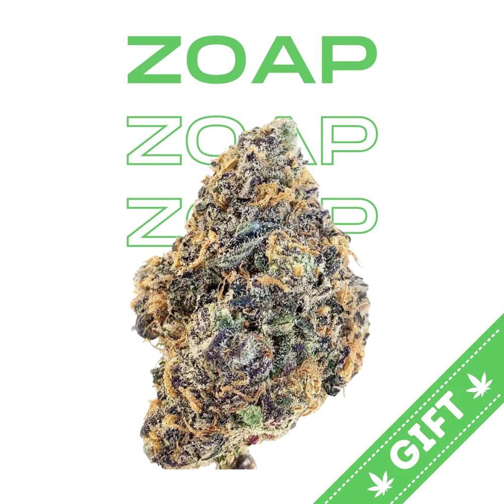 Giving Tree gifts Zoap an indica hybrid weed strain made by crossing Rainbow Sherbet and Pink Guava.