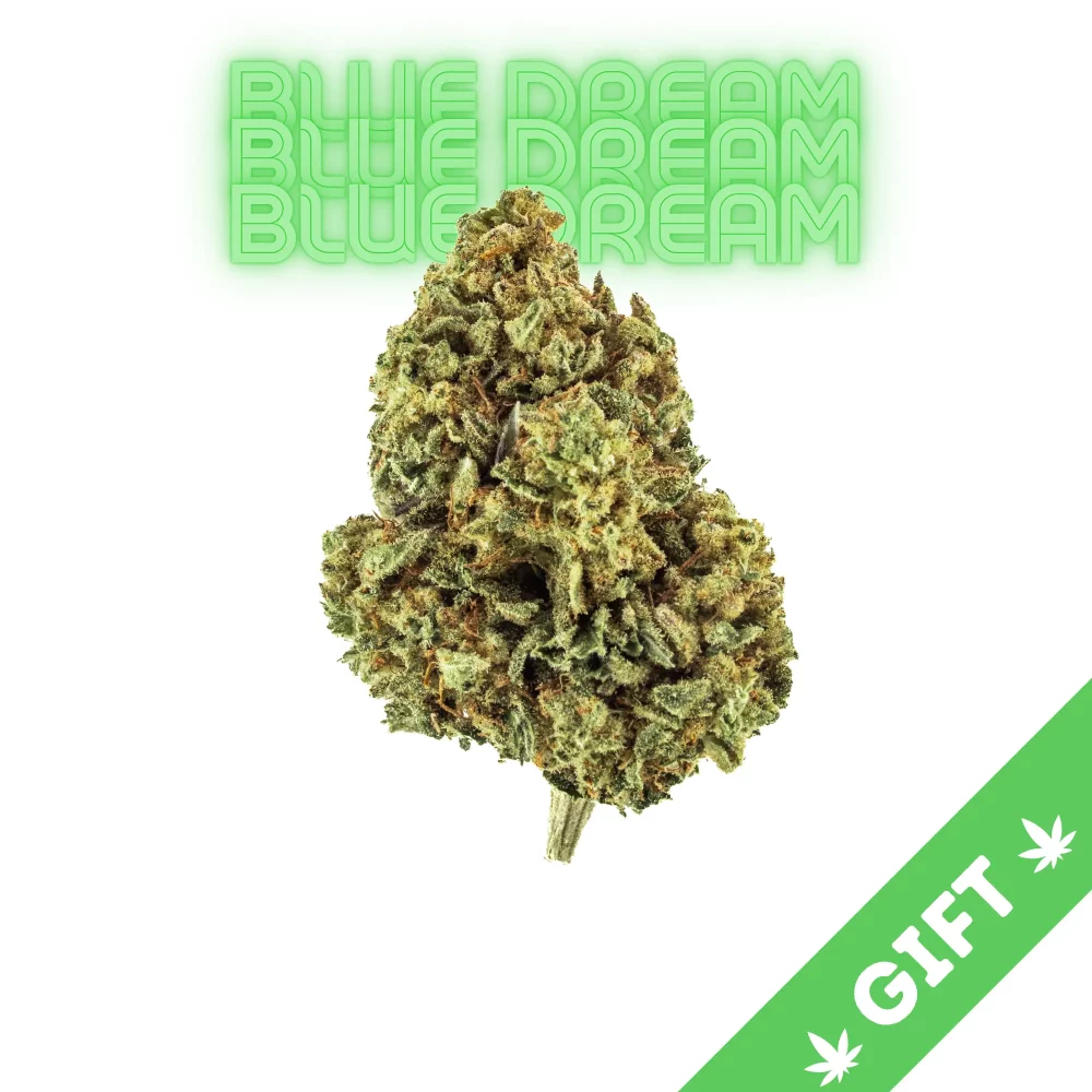 Giving Tree gifts Blue Dream, a balanced sativa dominant hybrid, with a smooth and spicy taste and notes of blueberry and haze.