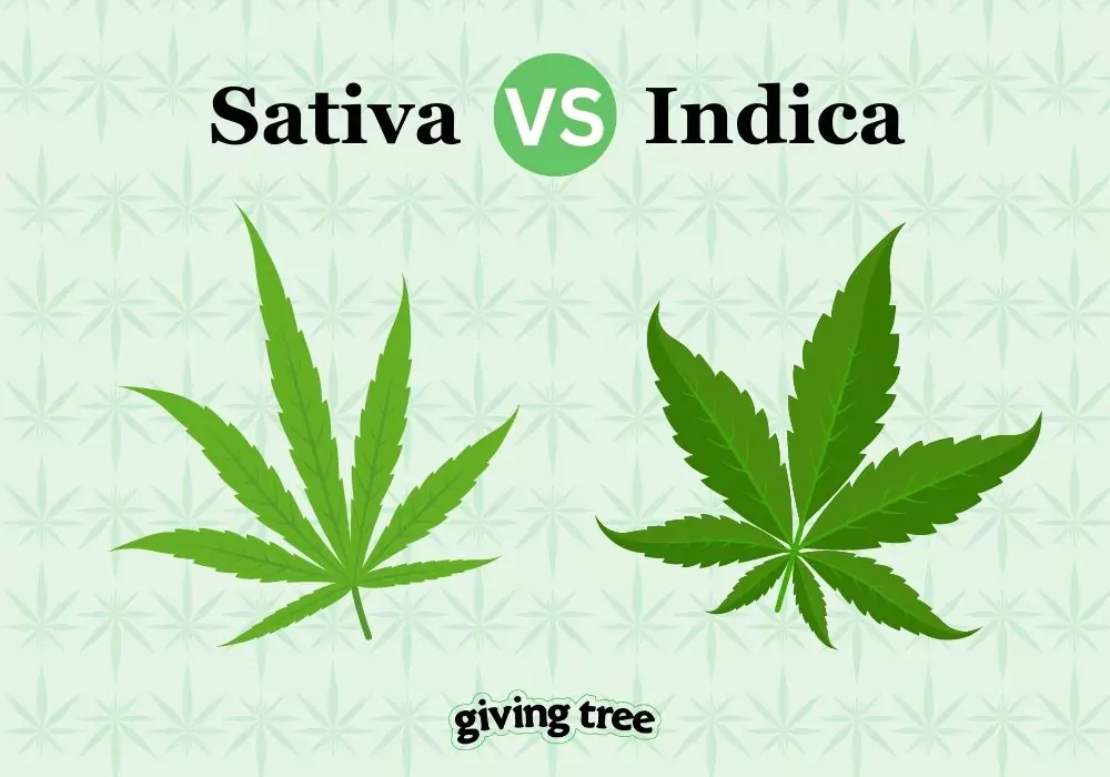 sativa-indica-hybrid-strains-differences-giving-tree-dc