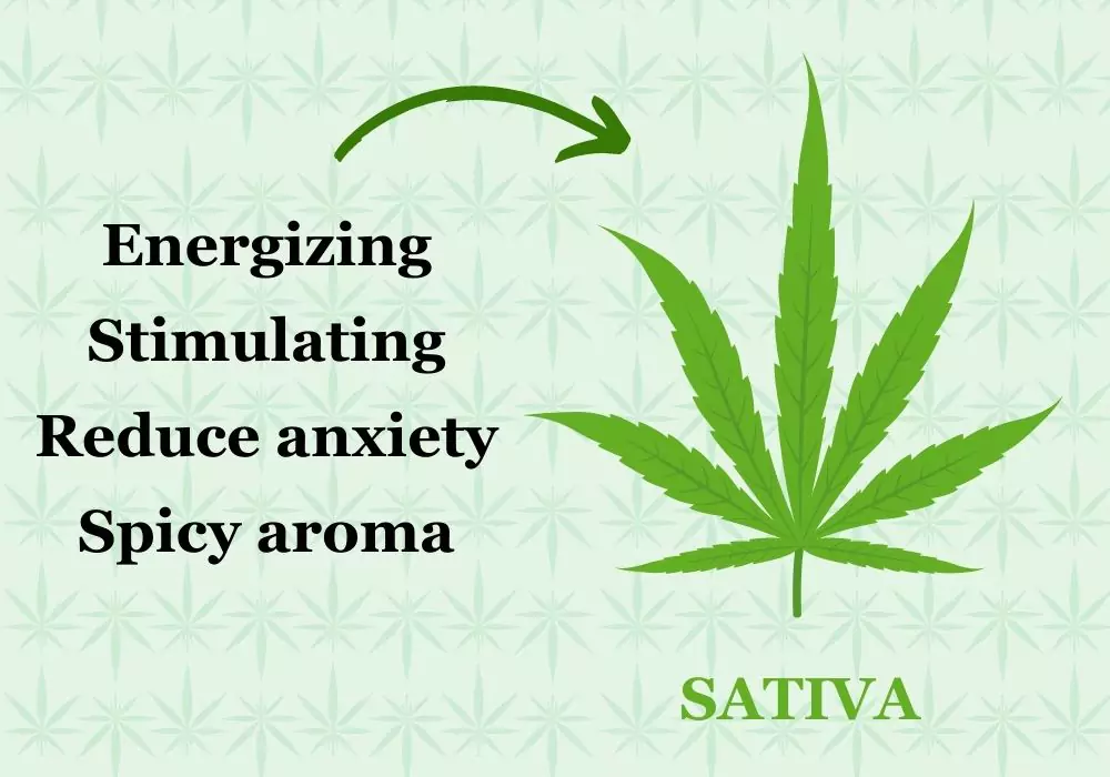 sativa-strains-characteristics