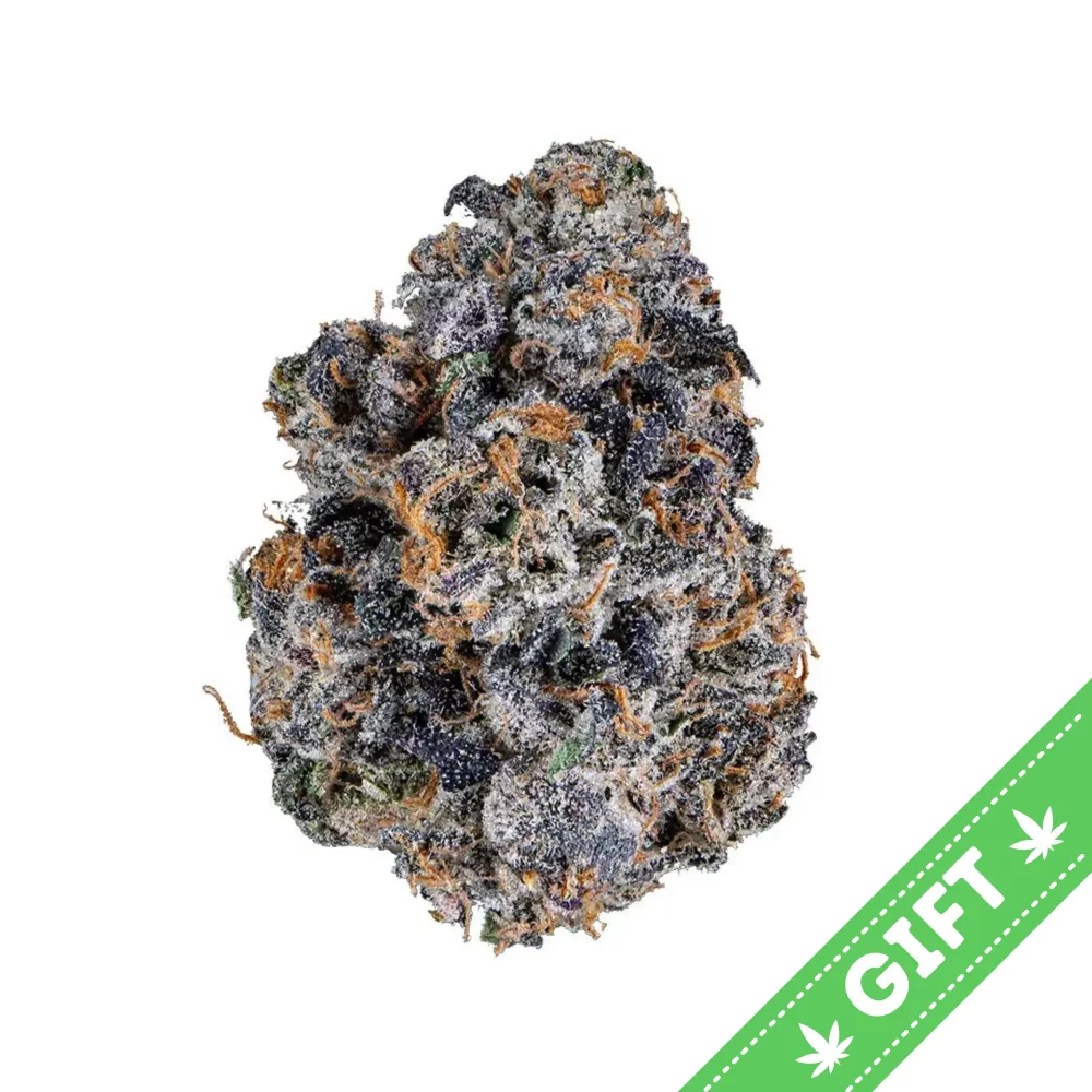 Giving Tree gifts Bacio Gelato an indica hybrid made crossing Sunset Sherbert and Thin Mint GSC