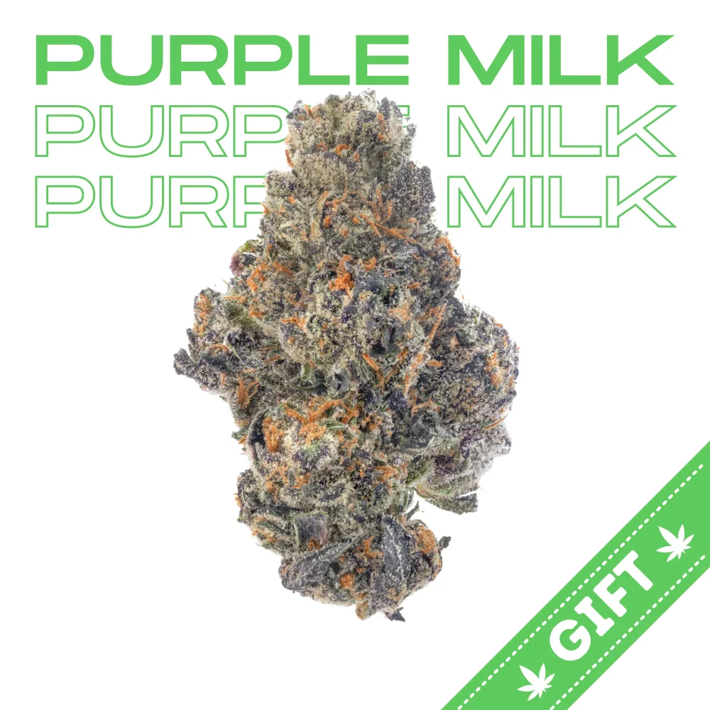 Giving Tree gifts Purple Milk, a unique indica hybrid strain of cannabis that is created by crossing Purple Punch with Cereal Milk.