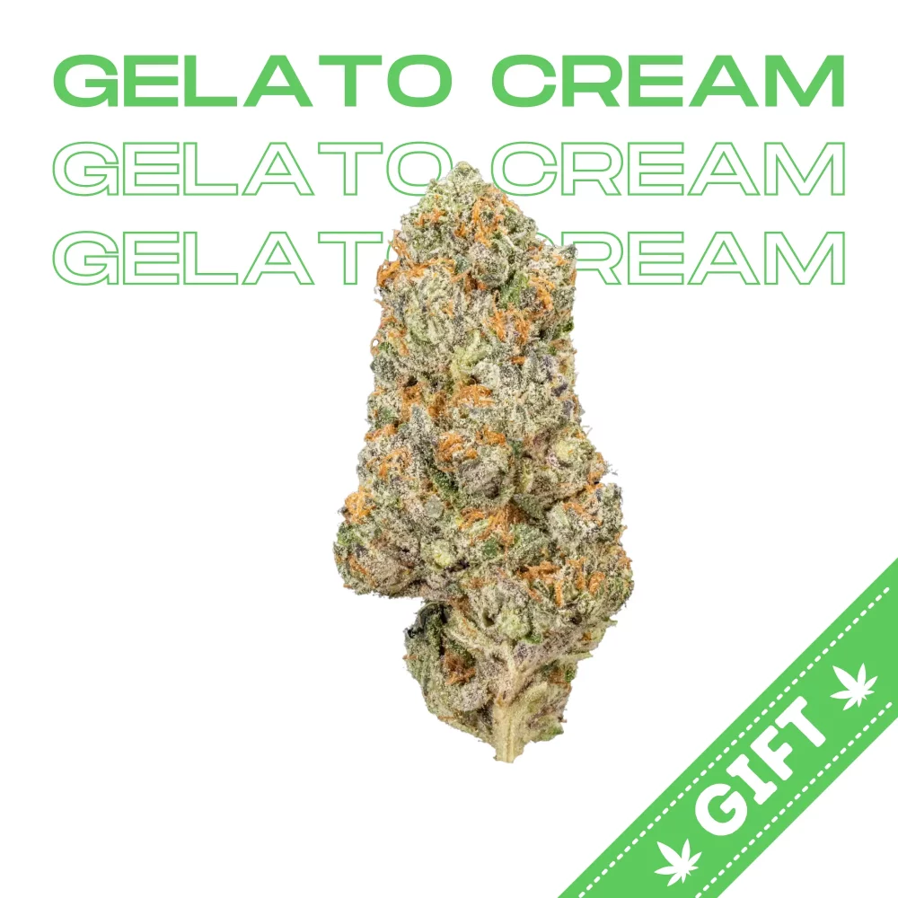 Giving Tree gifts Gelato Cream, an Indica strain of cannabis, with gassy, vanilla-sweet flavor profile. Great for treating anxiety, pain and insomnia.