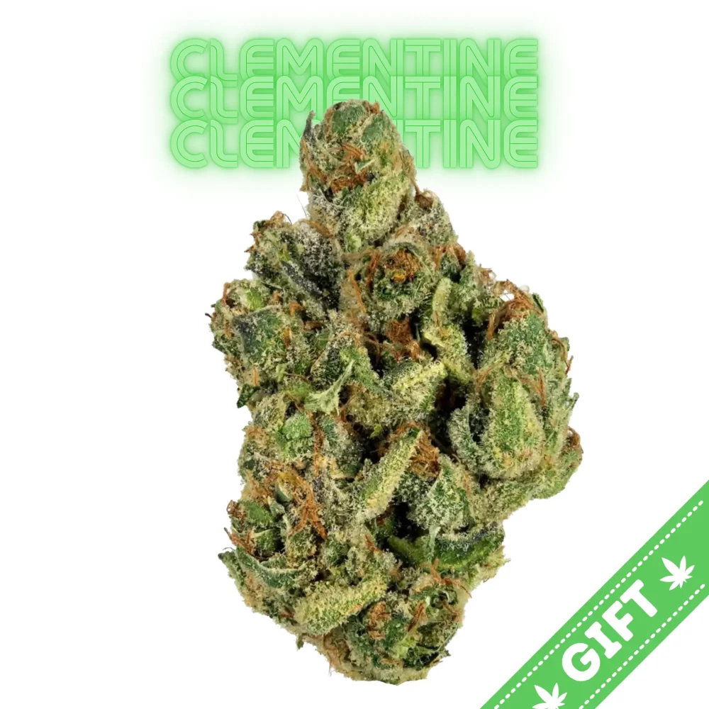 Giving Tree gifts Clementine, an energizing sativa hybrid strain that is made by crossing Tangie with Lemon Skunk.