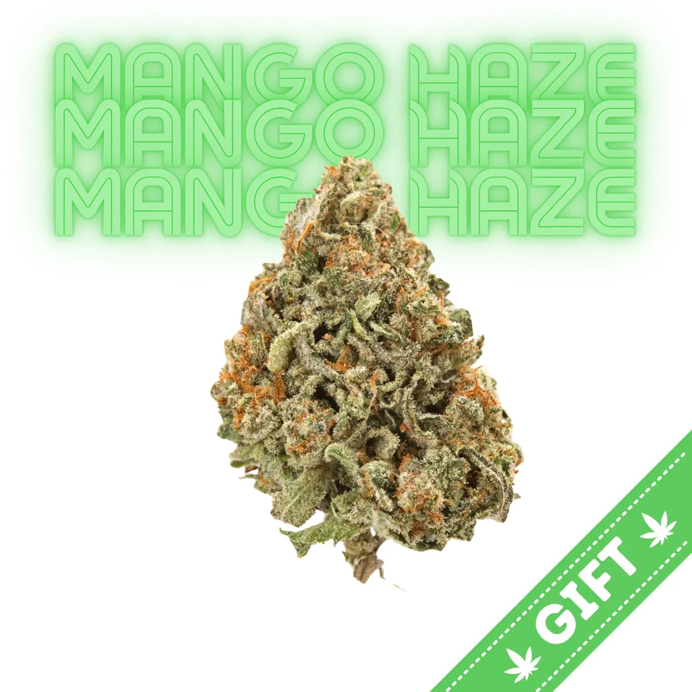 Giving Tree gifts Mango Haze, a sativa hybrid marijuana strain made by crossing Northern Lights #5, Skunk, and Haze. Mango Haze produces uplifting and happy effects that will put you into a cerebral mood.