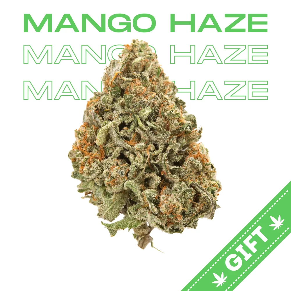 Giving Tree gifts Mango Haze, a sativa hybrid marijuana strain made by crossing Northern Lights #5, Skunk, and Haze. Mango Haze produces uplifting and happy effects that will put you into a cerebral mood.