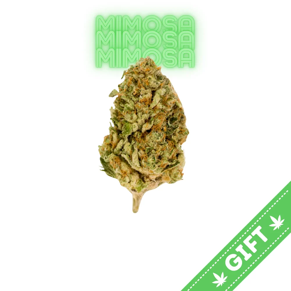 Giving Tree gifts Mimosa, also known as "Purple Mimosa," a sativa hybrid marijuana strain made by crossing Clementine with Purple Punch. In small doses, this strain produces happy, level-headed effects that will leave you feeling uplifted and motivated enough to take on any mundane task.