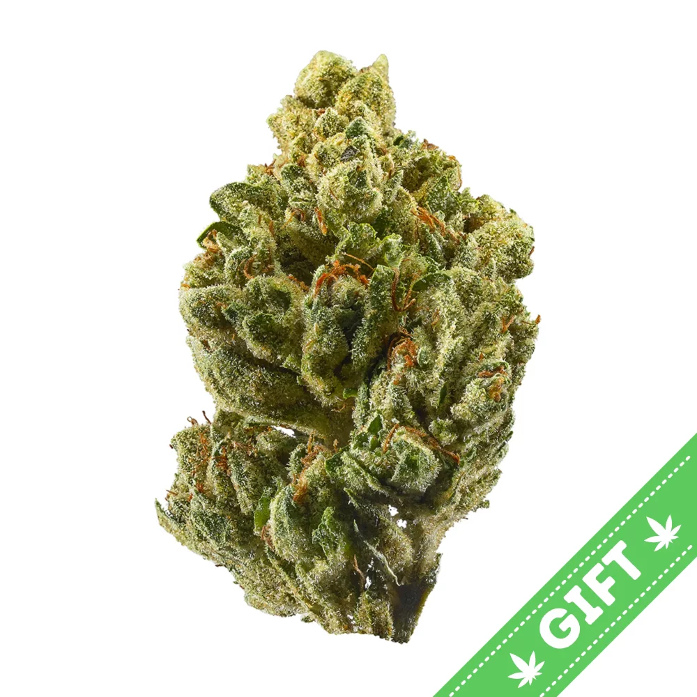 Giving Tree gifts OG Kush, also known as "Premium OG Kush," was first cultivated in Florida in the early ‘90s when a marijuana strain from Northern California was supposedly crossed with Chemdawg, Lemon Thai and a Hindu Kush plant from Amsterdam.