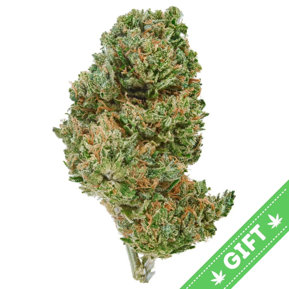 Giving Tree gifts Pineapple, also known as "Pineapple OG," is a sativa hybrid marijuana strain developed by a phenotype of Ed Rosenthal’s Super Bud (ERSB).