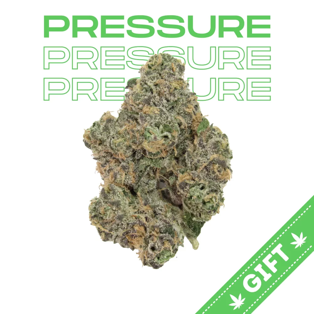 Giving Tree gifts Pressure, an indica hybrid weed strain made from a genetic cross between Gary Payton and Rainbow Chip. This strain is a frosty and colorful delight that produces a potent and balanced high. Pressure is 23% THC, making this strain an ideal choice for experienced cannabis consumers.