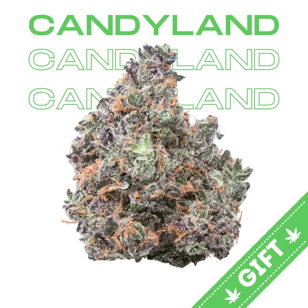 Giving Tree gifts Candy Land a sativa hybrid marijuana strain bred from Granddaddy Purple and Bay Platinum Cookies.