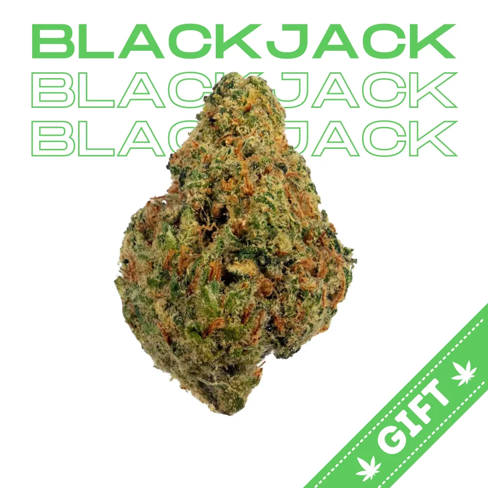 Giving Tree gifts Blackjack, a sativa hybrid, Black Jack is a cross of Black Domina and Jack Herer.