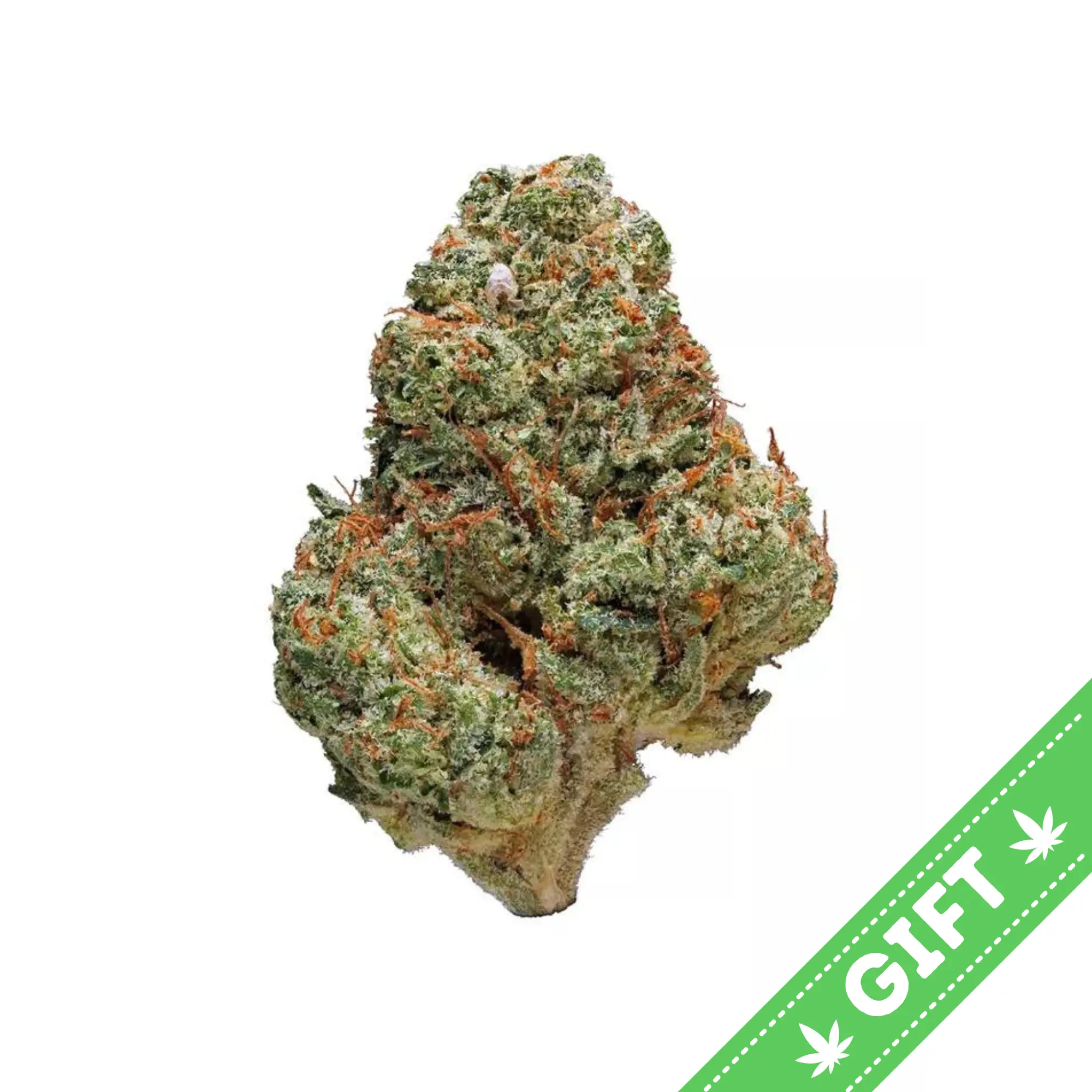 Giving Tree gifts Guava, a sativa dominant hybrid from the Cookies Fam, Guava is a Gelato phenotype.