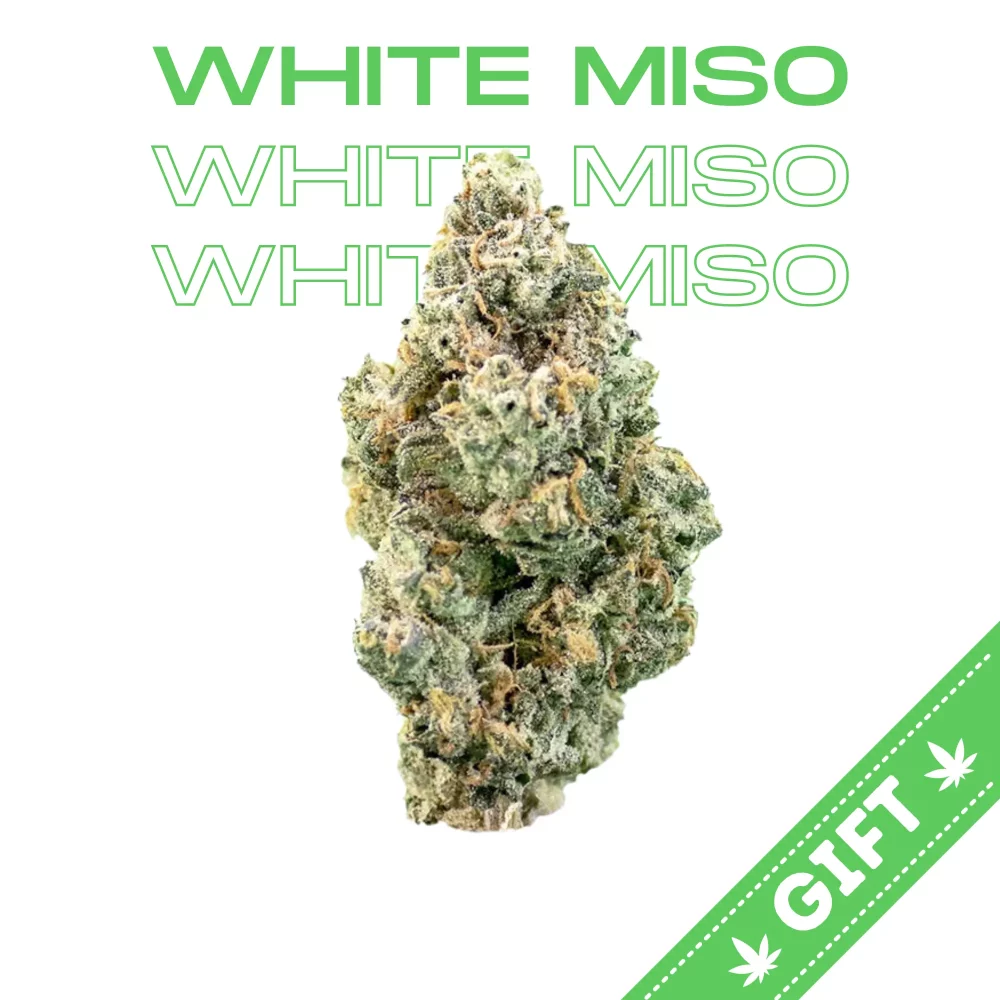 Giving Tree gifts White Miso, an indica-dominant hybrid, it's a cross between Kosher Kush BX1 and God's Breath #6, its fruit-forward flavor has tones of citrus and herbs that taste like fruit of the gods.