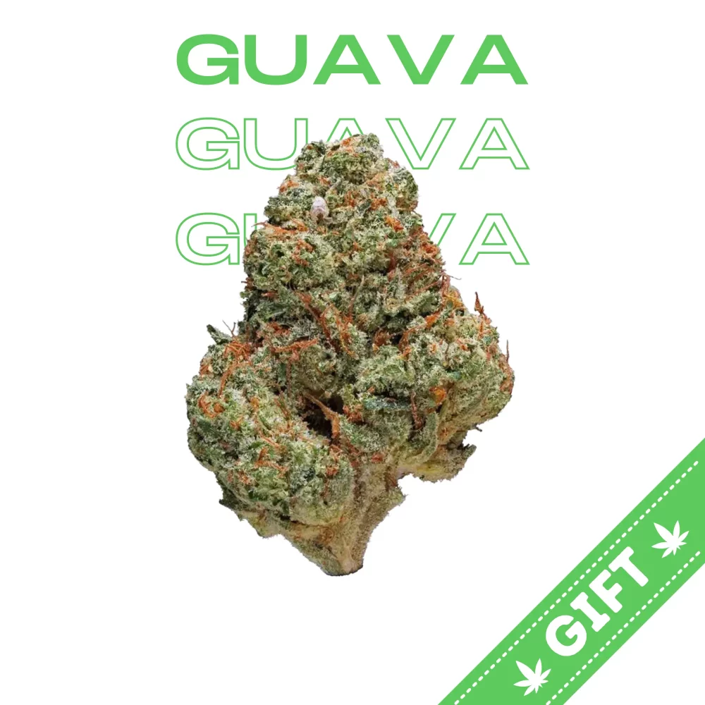 Giving Tree gifts Guava, a sativa dominant hybrid from the Cookies Fam, Guava is a Gelato phenotype.