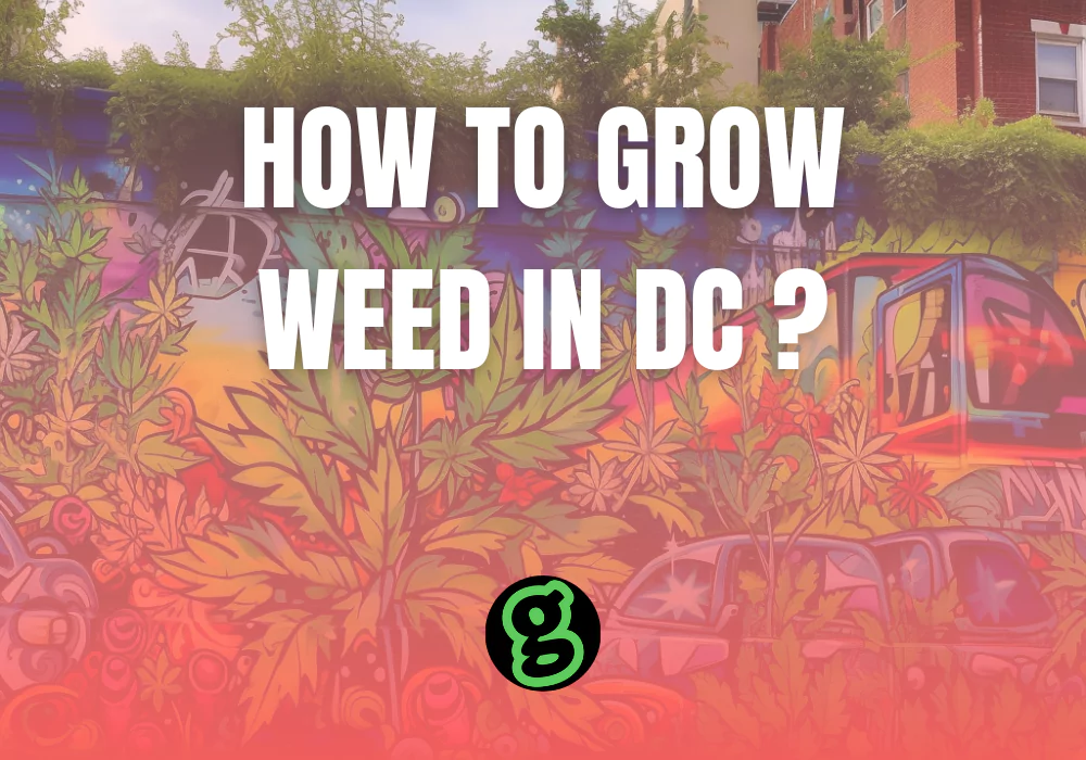 can-i-grow-cannabis-in-dc