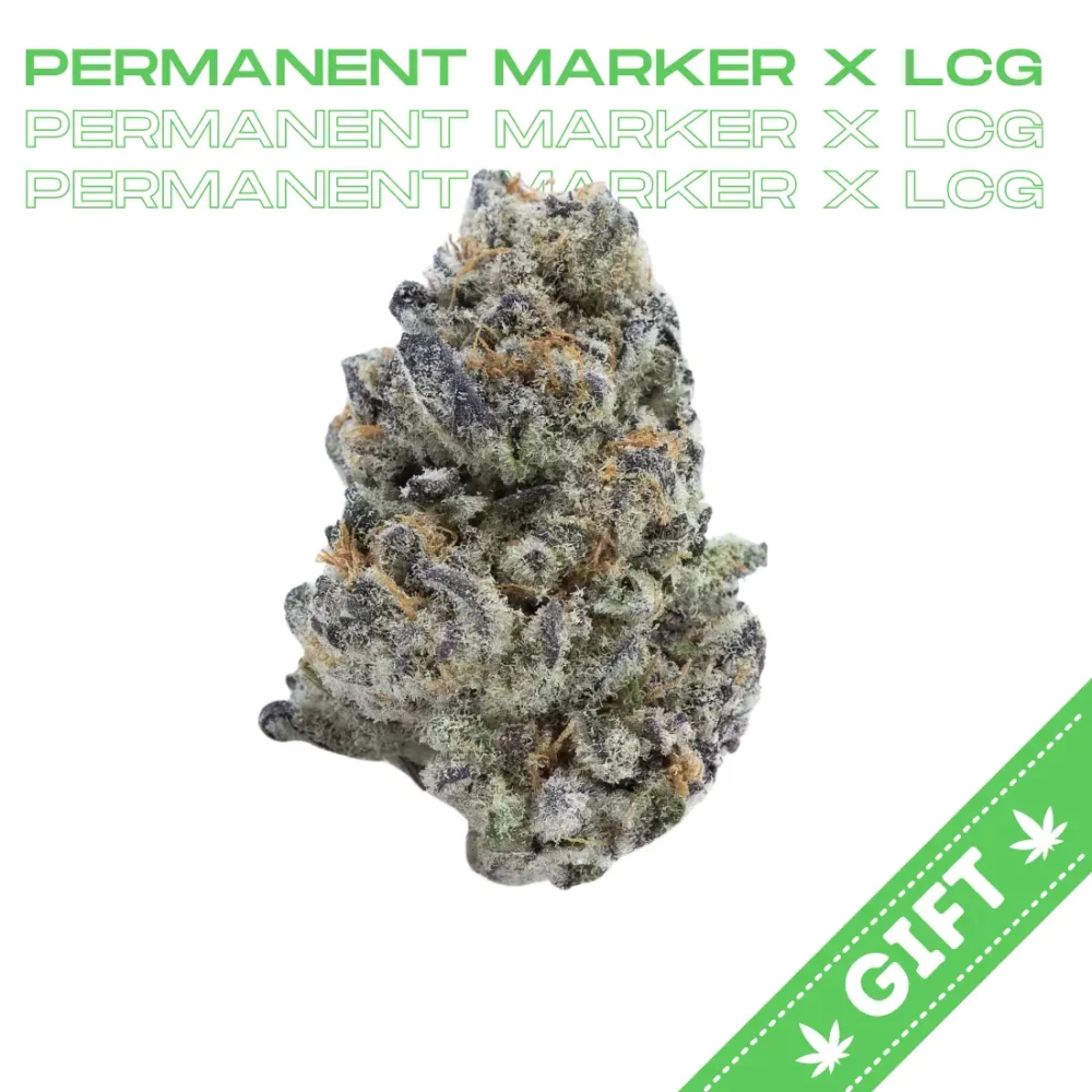 Giving Tree gifts Permanent Marker x LCG, an indica hybrid strain boasting genetics from the Lemon Cherry Gelato combined with Permanent Marker. Break apart its lime-green buds adorned with vibrant orange trichomes, and a bold, gassy aroma greets you. It’s not just the aroma that stands out; this strain delivers an invigorating yet mellow sensation that quickly sets in.