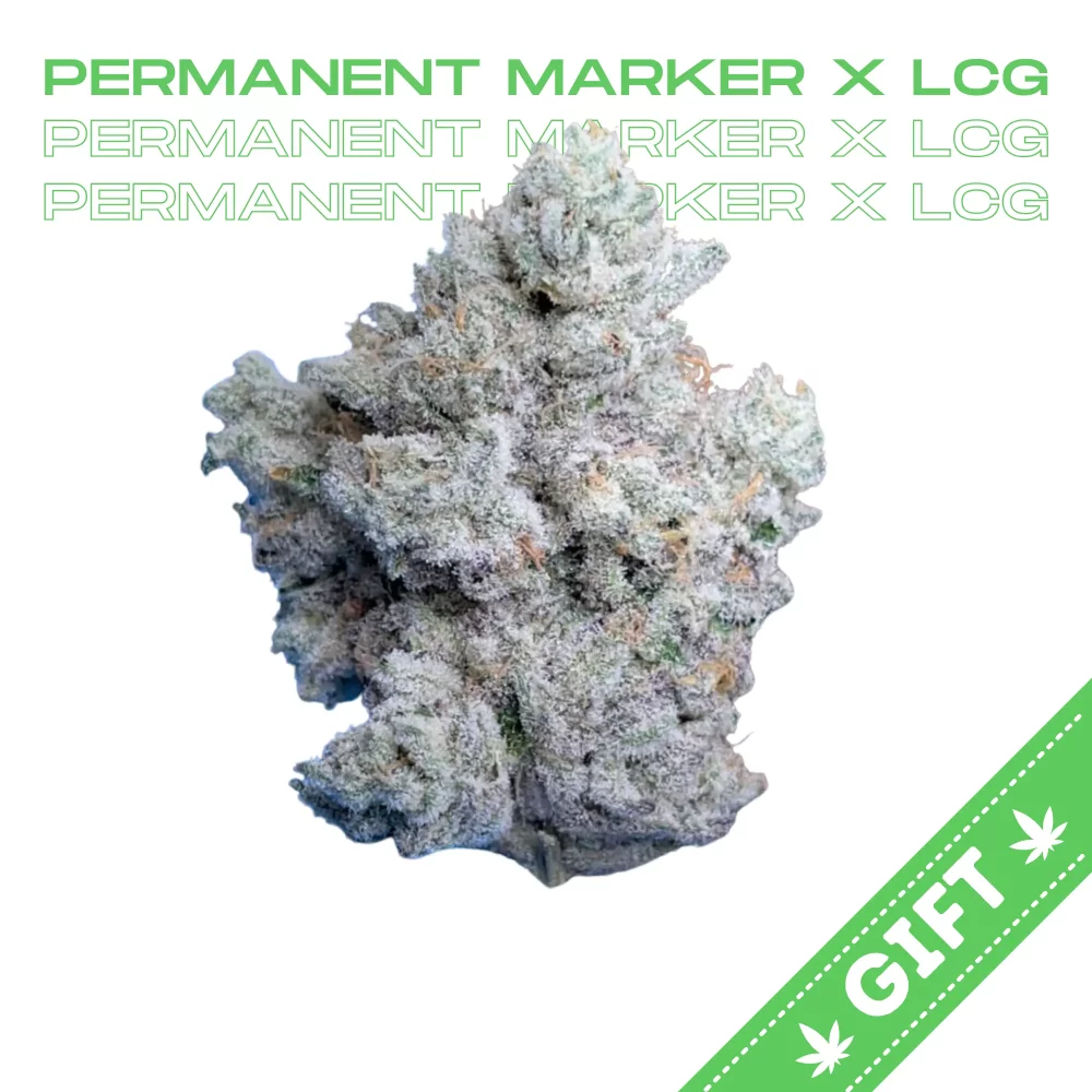 Giving Tree gifts Permanent Marker x LCG, an indica hybrid strain boasting genetics from the Lemon Cherry Gelato combined with Permanent Marker. Break apart its lime-green buds adorned with vibrant orange trichomes, and a bold, gassy aroma greets you. It’s not just the aroma that stands out; this strain delivers an invigorating yet mellow sensation that quickly sets in.