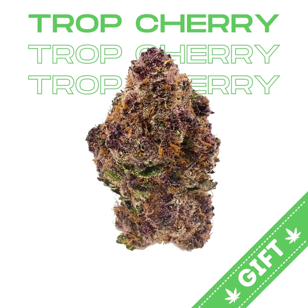 Giving Tree gifts Trop Cherry, a sativa hybrid weed strain made from a genetic cross between Trop Cookies and Cherry Cookies. This strain is 60% sativa and 40% indica.