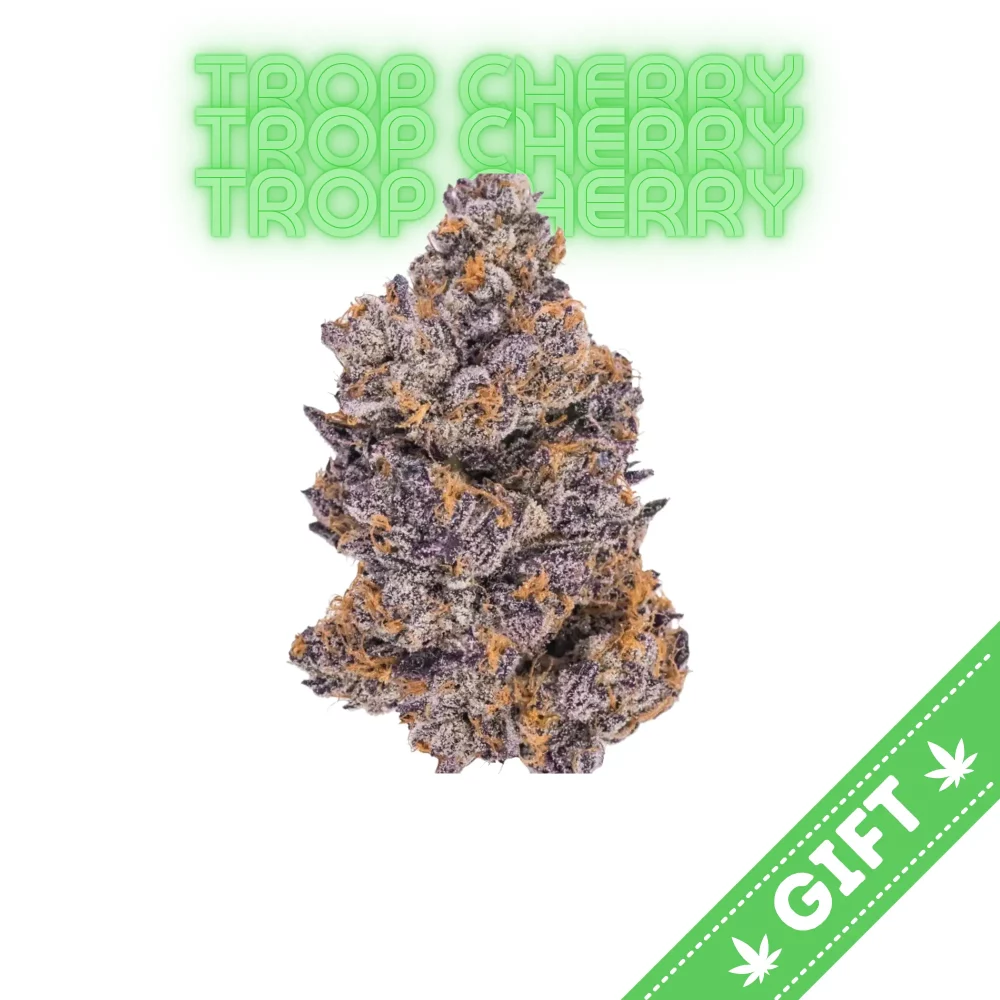 Giving Tree gifts Tropicana Cherry, a sativa hybrid weed strain made from a genetic cross between Tropicana Cookies and Cherry Cookies. This strain is 60% sativa and 40% indica.