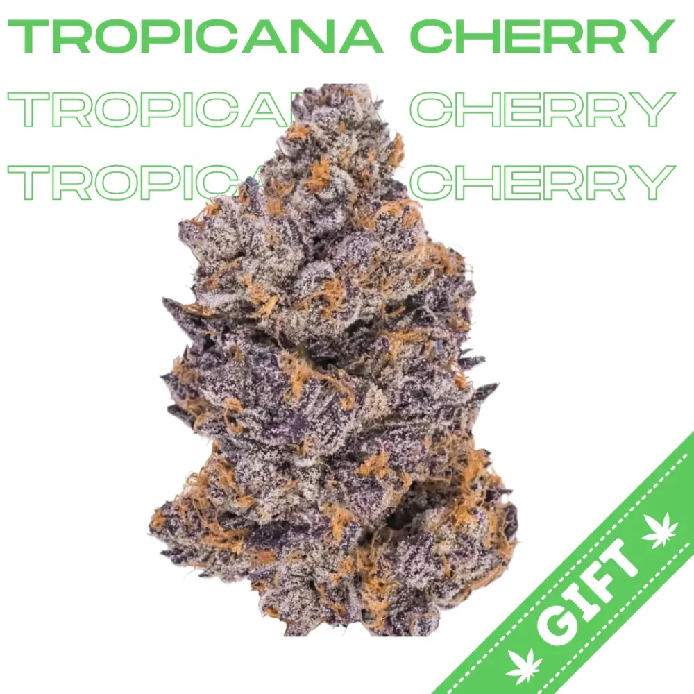 Giving Tree gifts Tropicana Cherry, a sativa hybrid weed strain made from a genetic cross between Tropicana Cookies and Cherry Cookies. This strain is 60% sativa and 40% indica.