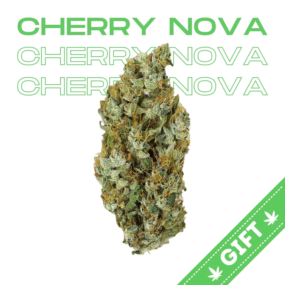 Giving Tree gifts Cherry Nova, an indica hybrid made by crossing Cherry Pie and Black Lime Reserve. It's simply a beautiful plant.