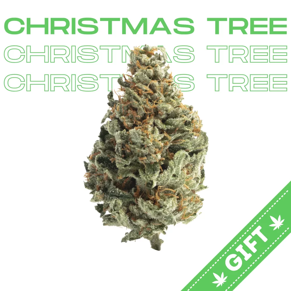 Giving Tree gifts Christmas Tree Strain, a rare indica leaning hybrid that comes to us from a long line of Christmas inspired genetics. The buds are reminiscent of the holidays with a sharp, piney and sweet aromatic profile akin to Yuletide festivities.