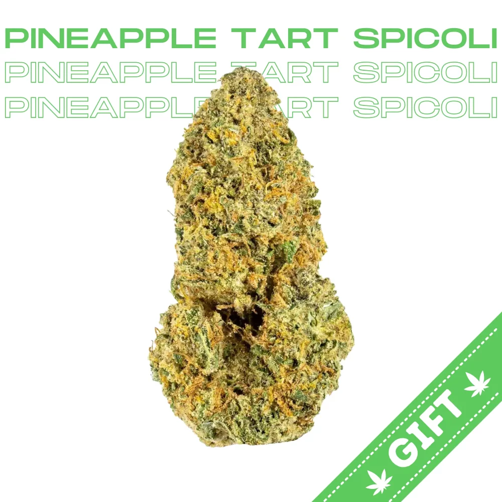 Giving Tree gifts Pineapple Tart Spicoli an indica hybrid cannabis strain bred by Uncle Dad Vibes, made from a genetic cross between Pineapple Tart x London Pound Kush Mint, and distributed by Phinest Cannabis.