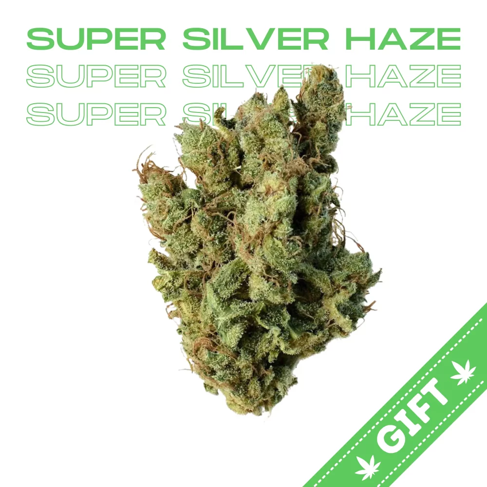 Giving Tree gifts Super Silver Haze, a sativa hybrid marijuana strain bred by Green House Seeds. It was the first prize winner at the High Times Cannabis Cup in 1997, 1998, and 1999.