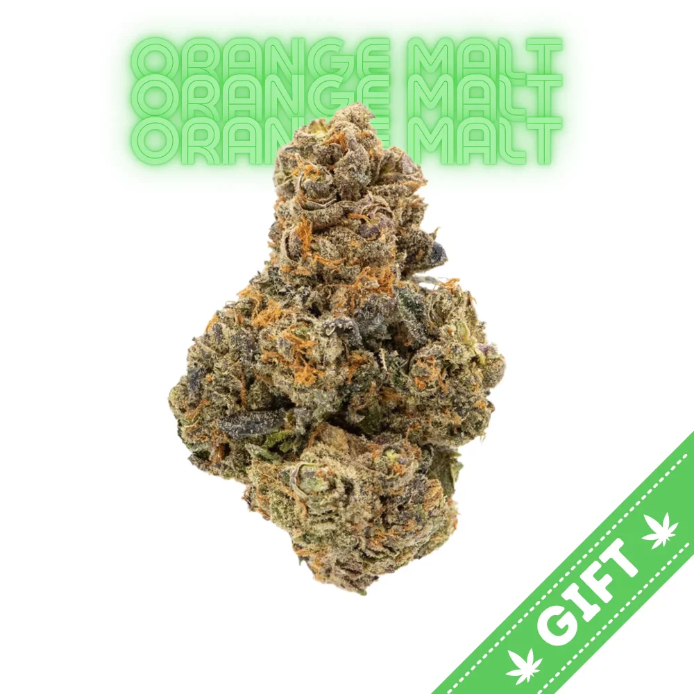 Giving Tree gifts Orange Malt is a sativa hybrid weed strain made from a genetic cross between Ice Cream Cake and Mimosa V6