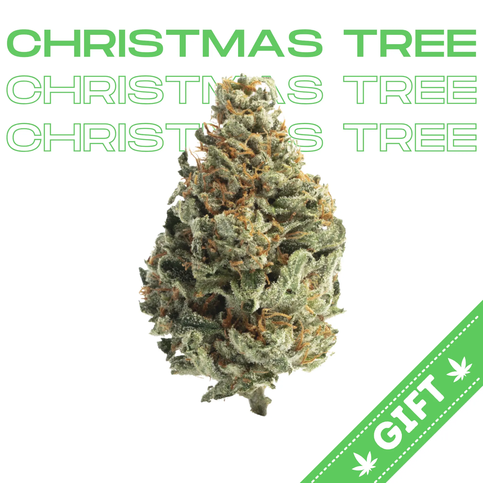Christmas-Tree-cannabis-strain