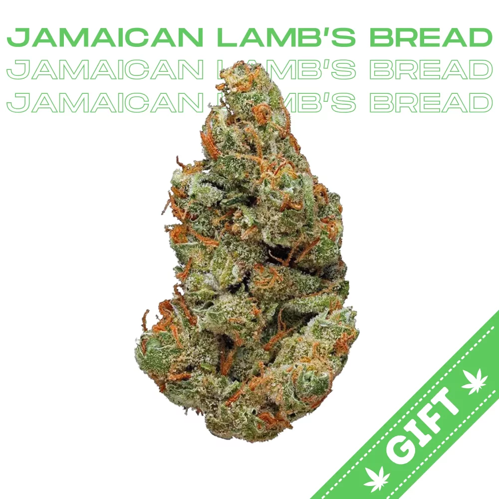 Giving Tree gifts Jamaican Lamb's Bread, a Sativa strain of cannabis. This 100% sativa strain is rumored to be a favorite of the late great Bob Marley and said to be a Jamaican landrace strain. This can be doubted as cannabis is not native to Jamaica.