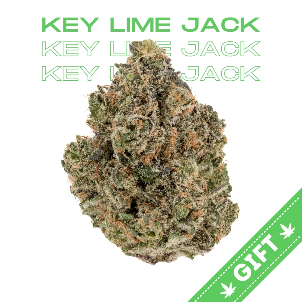 Giving Tree gifts Key Lime Jack, a sativa hybrid strain, beloved for its heavy resin production. This strain features flavors of lime candy, mint, and spice.
