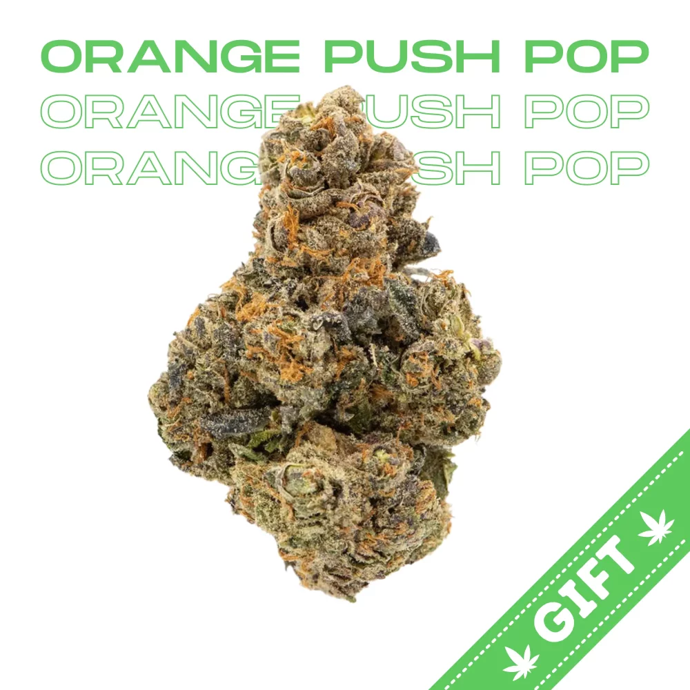 Giving Tree gifts Orange Push Pop, a sativa hybrid strain, made by crossing Triangle Kush with Orange Cookies.