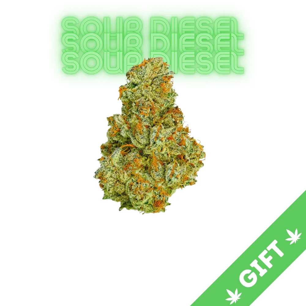 Giving Tree gifts Sour Diesel, a sativa hybrid strain, made by crossing Chemdawg and Super Skunk.