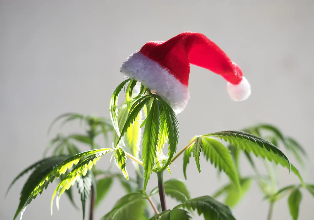christmas-weed-decoration