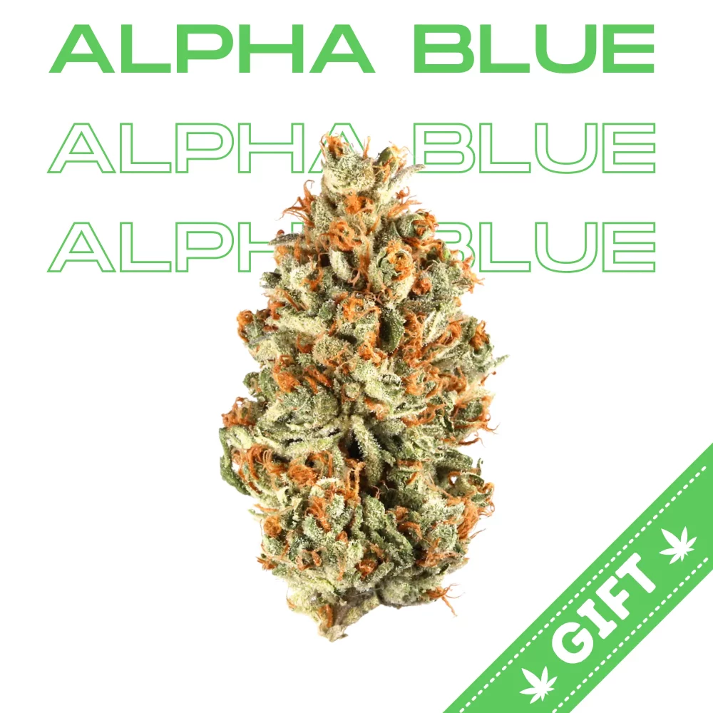 Giving Tree gifts Alpha Blue, a sativa hybrid strain, made by crossing Blue Dream and NYC Diesel.