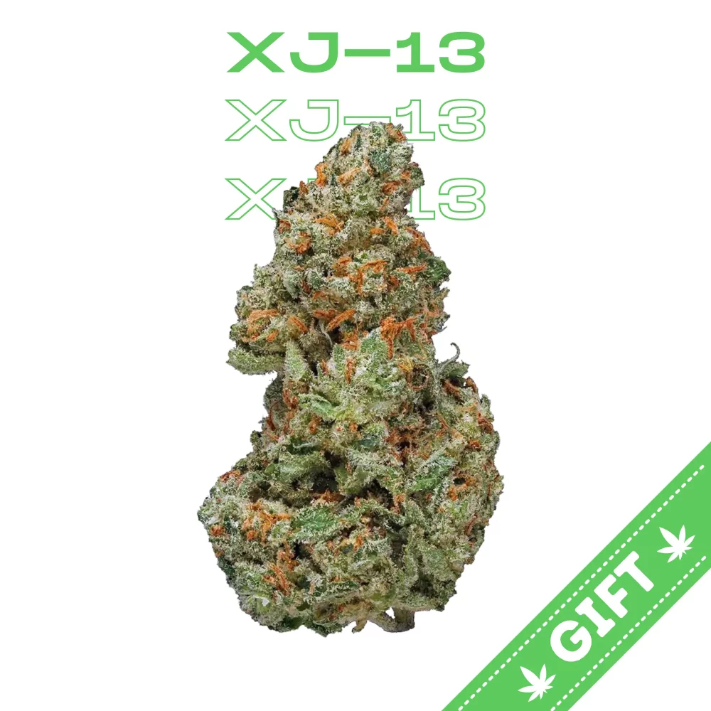 Giving Tree gifts XJ-13, a sativa hybrid marijuana strain made by crossing Jack Herer and G13 Haze.
