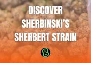 Discover Sherbinski sherbert strain in DC