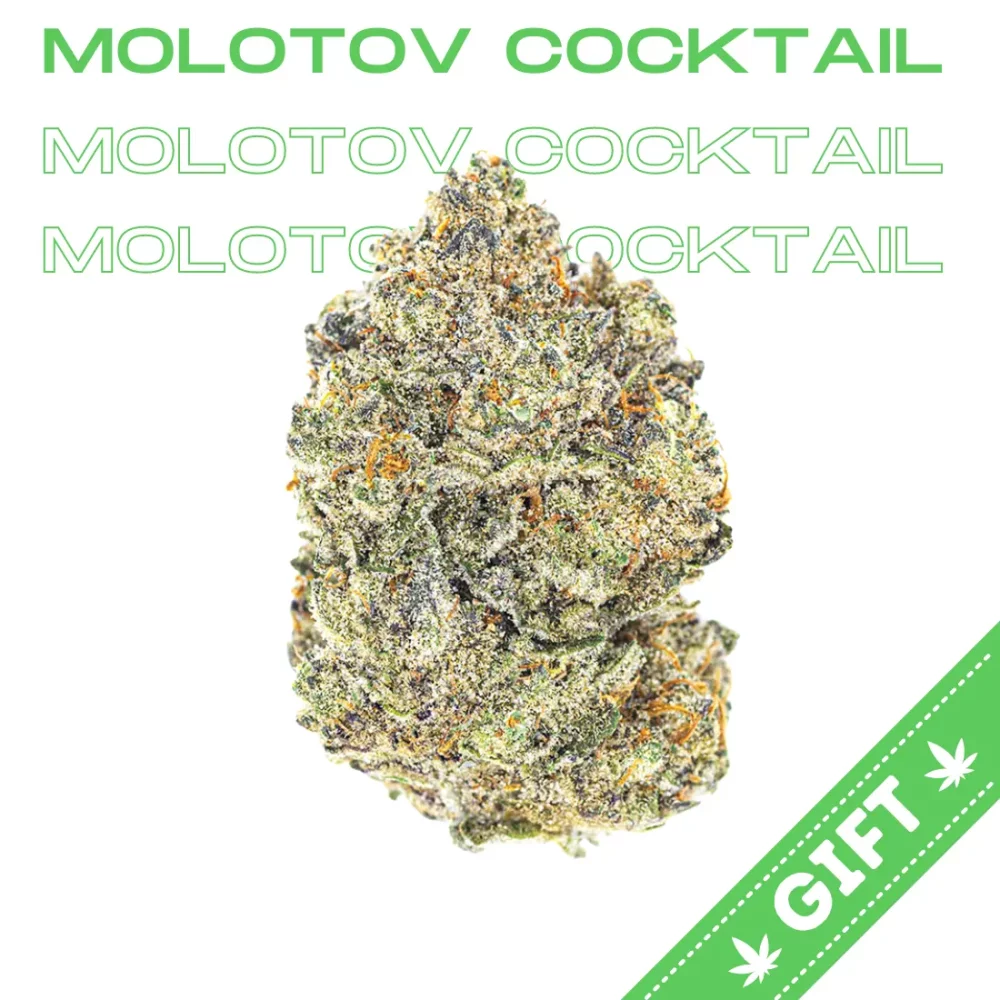 Giving Tree gifts Molotov Cocktail, a hybrid strain of cannabis that is created by crossing Sour Diesel and Gas Mask.