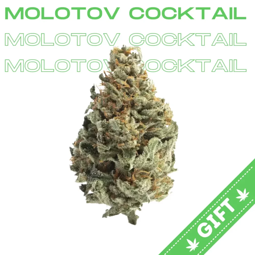 Giving Tree gifts Molotov Cocktail, a hybrid strain of cannabis that is created by crossing Sour Diesel and Gas Mask.
