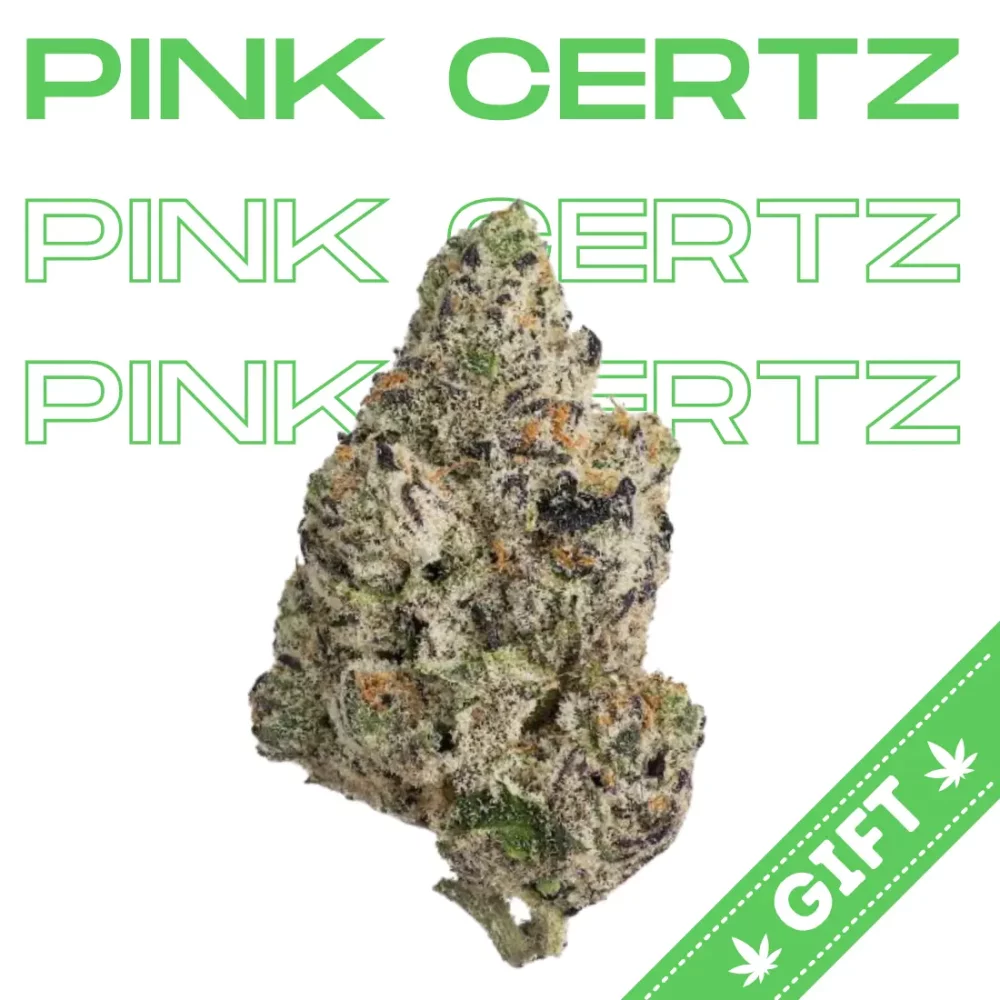 Giving Tree gifts Pink Certz, an indica hybrid strain bred by Compound Genetics. It's a cross of The Menthol and Grape Gasoline.