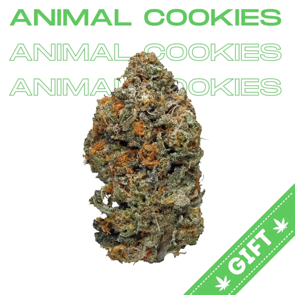 Giving Tree gifts Animal Cookies, an Indica Hybrid strain of cannabis that is created by crossing GSC and Fire OG.