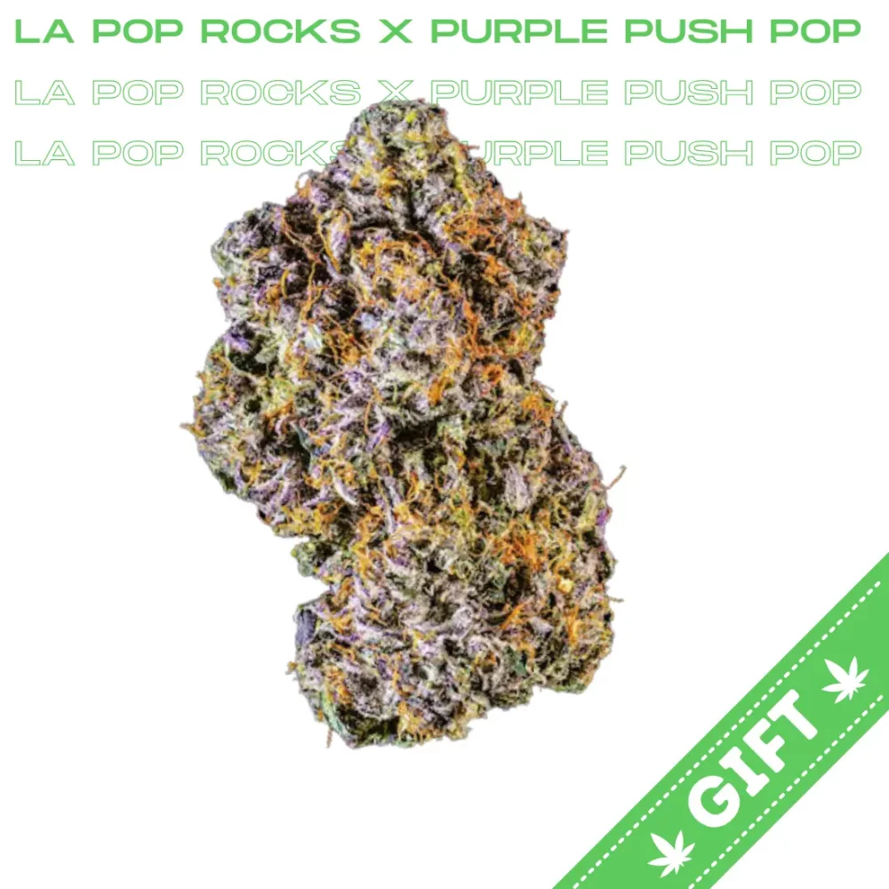 Giving Tree gifts LA Pop Rocks x Purple Push Pop, an indica hybrid strain boasting genetics from the LA Pop Rocks combined with Purple Push Pop.